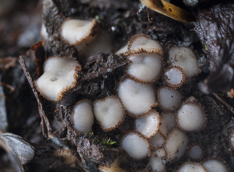 Trichophaea woolhopeia